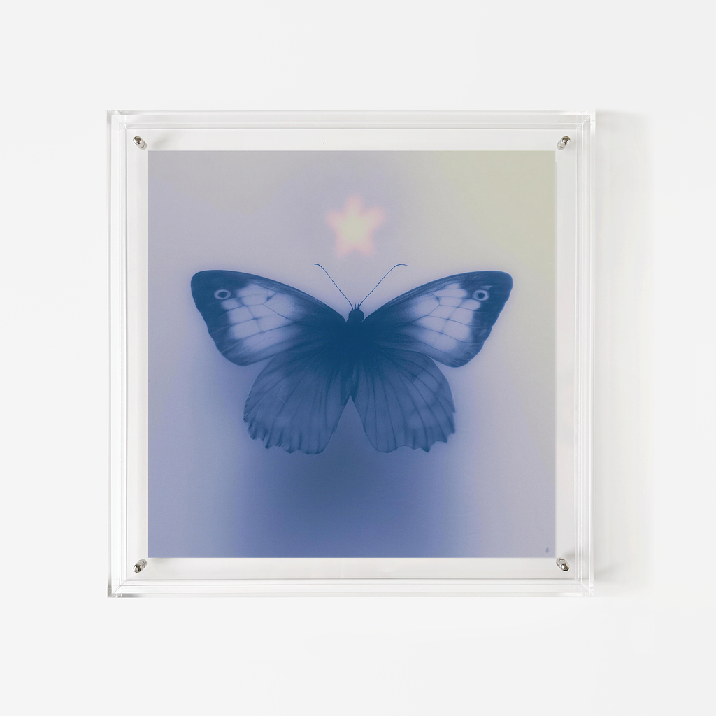 Butterfly's Vespers