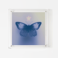 Butterfly's Vespers