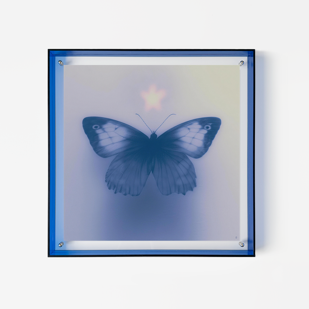 Butterfly's Vespers