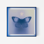 Butterfly's Vespers
