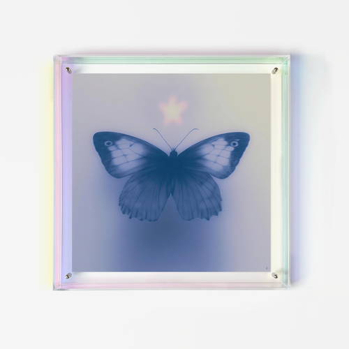 Butterfly's Vespers