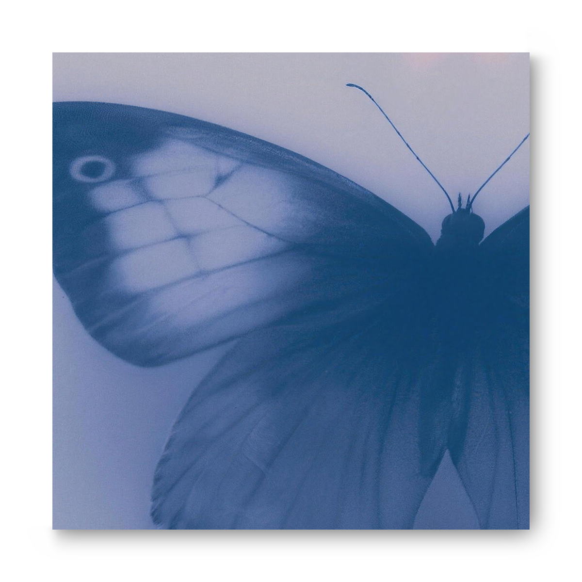 Butterfly's Vespers
