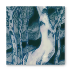the sinewy branches of the pine